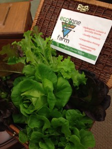 Gorgeous lettuces from Tammy at EcoTone Farms: aquaponic growing on the Treasure Coast!