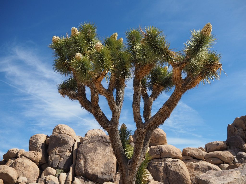 Joshua Tree National Park